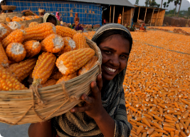 bangladeshi farmers